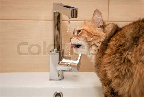 Funny drinking water Images - Search Images on Everypixel