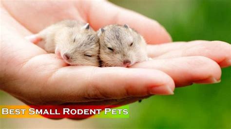 Top 10 Rodents as Pets - Get One For Yourself Today - Wonderslist