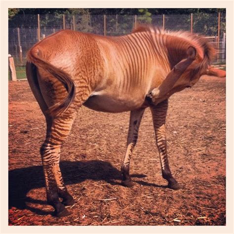 Went to the zoo and saw a zorse! Zebra/horse | Zorse, Horse species ...