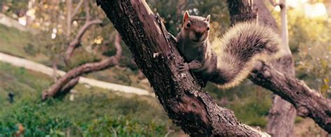 Wanted director unleashes world's first killer squirrel movie