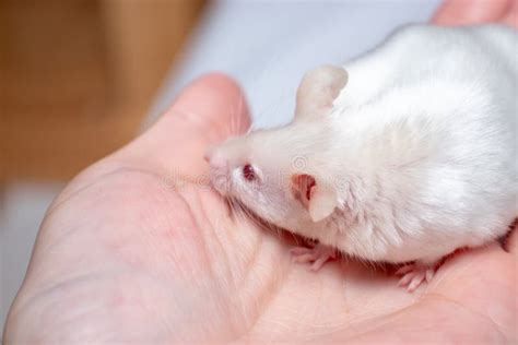 White Laboratory Albino Mouse Sitting In A Plastic Lab Container Stock Photo - Image of medic ...