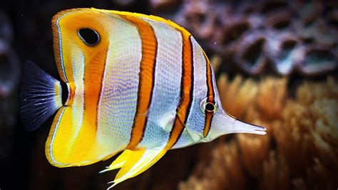 Copperband Butterfly fish REEF SAFE? | Reef2Reef