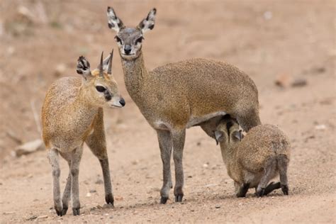 The 15 Most Amazing Types of Antelope (Photos, Facts & More)