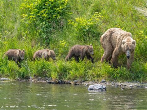 Kodiak Bear Viewing | Larsen Bay Lodge