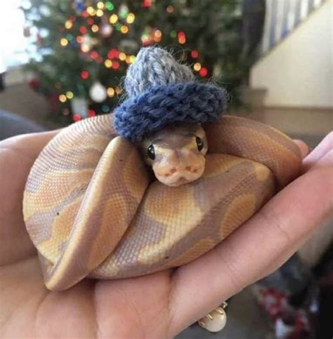 Cute Photos of Snakes with Hats - Design Swan