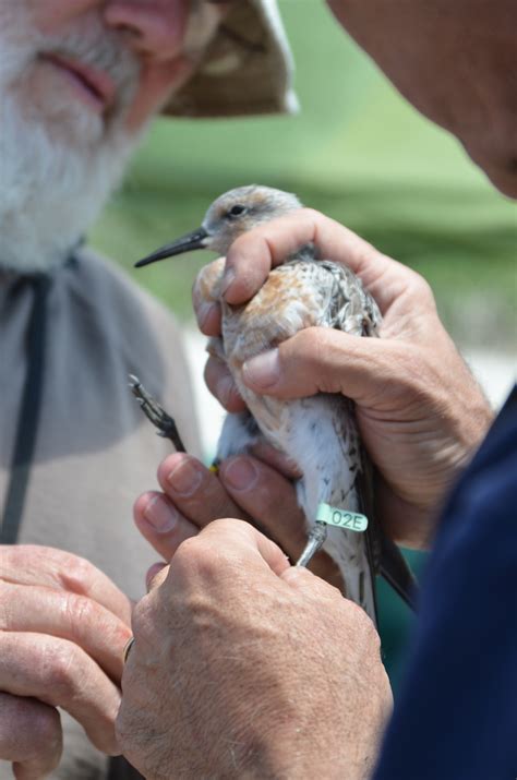 Bird banding - The Wetlands Institute