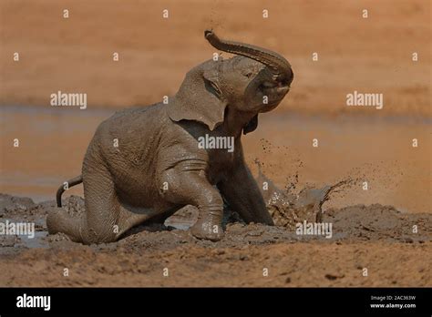 Cute baby elephant, elephant calf Stock Photo - Alamy