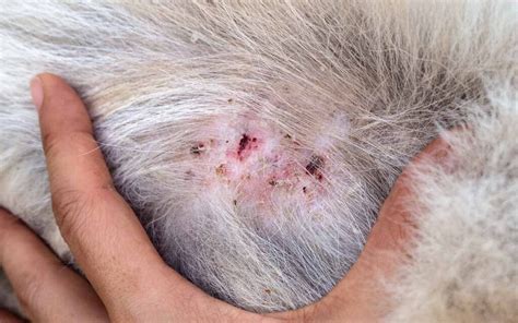 how to treat scabs on Your dog’s Skin – KeepingDog