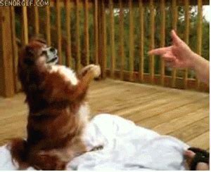 Dog Playing Dead GIF by Cheezburger - Find & Share on GIPHY