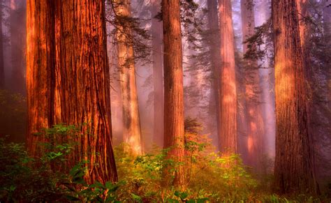 Redwoods Backgrounds And Wallpapers (65+ images)