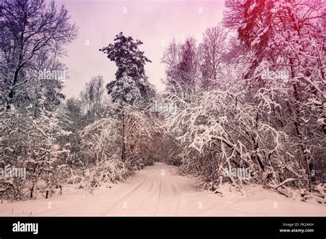 Snowy forest in the morning Stock Photo - Alamy