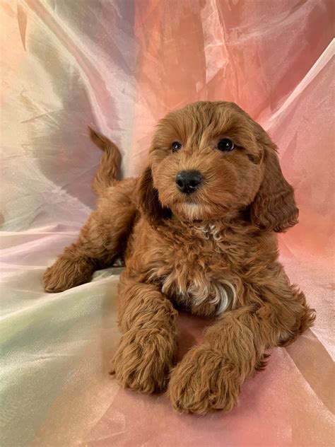 Dark Red F1b Lhasa-Poo Puppies for Sale In Iowa, Professionally Bred Puppies!