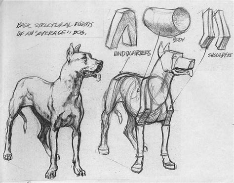 Drawing the Figure: Volume One | Canine drawing, Dog anatomy, Animal sketches