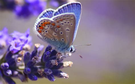 Insects Lepidoptera - Image Abyss