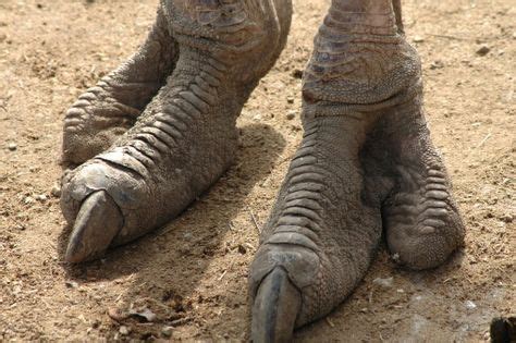 Close-up of ostrich feet. | Ostrich feet, Ostrich, Ostrich legs
