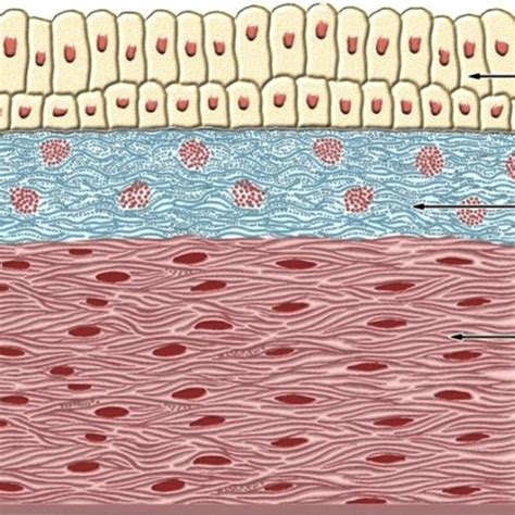 Microscopic aspect of bulbar conjunctiva: stratified squamous... | Download Scientific Diagram