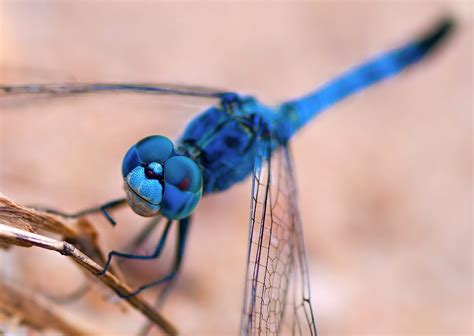 Free Images : branch, flower, insect, blue, invertebrate, close up ...
