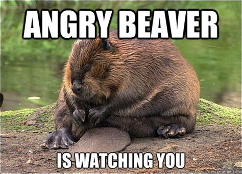 Angry Beaver memes | quickmeme