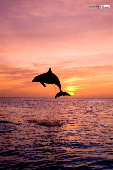 Dolphin Sunset Desktop Wallpaper