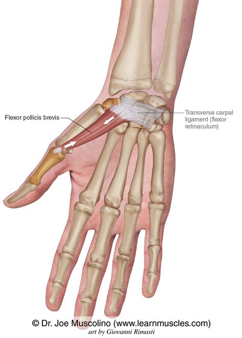 Flexor Pollicis Brevis Origin And Insertion