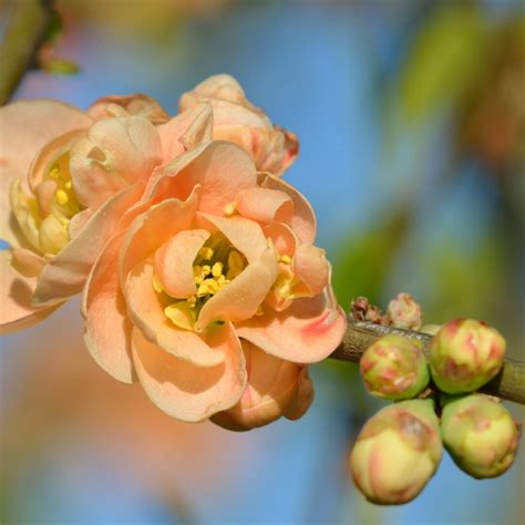 How to Grow and Care for Flowering Quince - growhappierplants.com