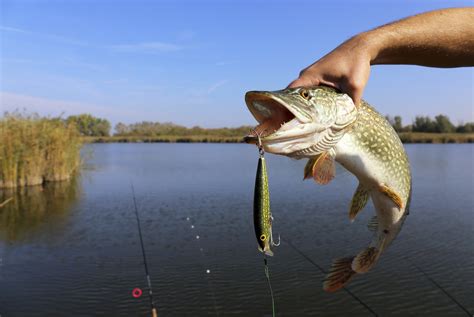 8 Reasons Freshwater Fishing Tops Saltwater Fishing