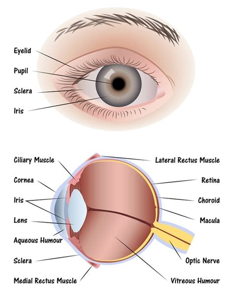 Parts Of The Eye Diagram For Kids