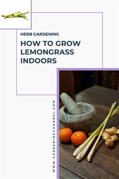 How to Grow Lemongrass Indoors - Gardening Channel