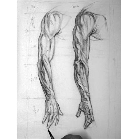 How to draw an arm | Anatomía humana, Anatomía