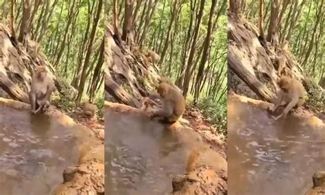 Watch The Trending Video Of A Baby Monkey Taking Bath By Her Mother