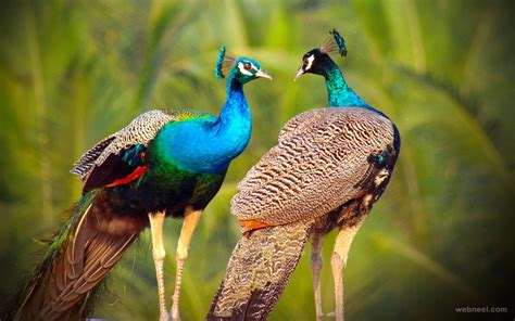 Beautiful Peacock Photo By Sibiar 3 - Preview