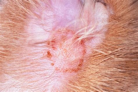 Scabby Cat Disease: How to Treat Feline Miliary Dermatitis | Orange Park Vets