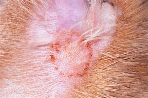 Scabby Cat Disease: How to Treat Feline Miliary Dermatitis | Orange ...