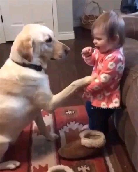 Cute baby dog bonding | Cute dogs, Cute baby animals, Funny dogs