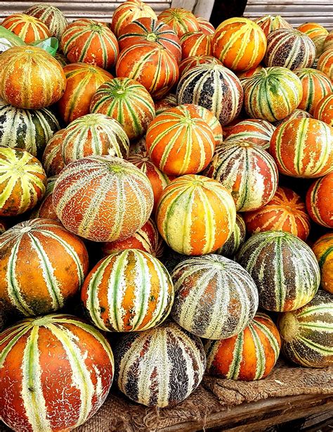 Free Images : food, produce, vegetable, autumn, pumpkin, calabaza ...