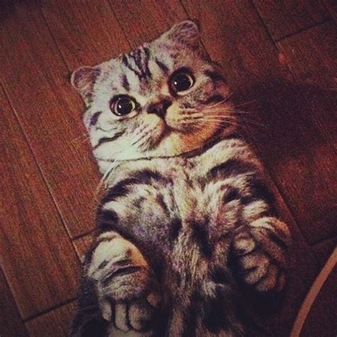 Meet Shishi-Maru, a new internet sensation (25 pics) | Amazing Creatures