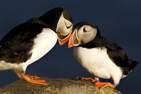 Atlantic Puffin Couple | In Touch With Nature