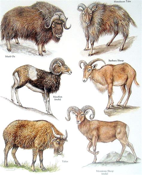 Bóvidos buey almizclero jemlahicus Tukin montaña ovejas | Animals, Extinct animals, Musk ox