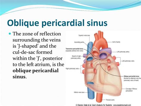 PPT - Middle mediastinum PowerPoint Presentation, free download - ID:2254704