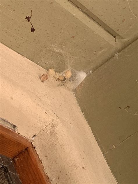 Can anyone identify the spider based on this nest? Couldn’t find the ...