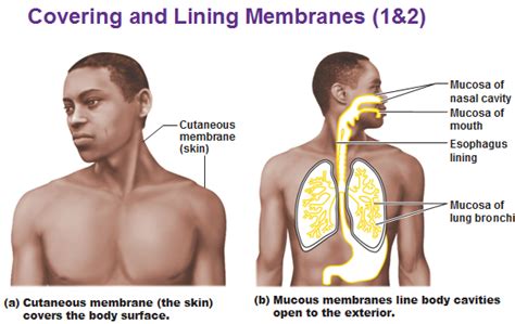 Three Types of Membrane - Antranik.org