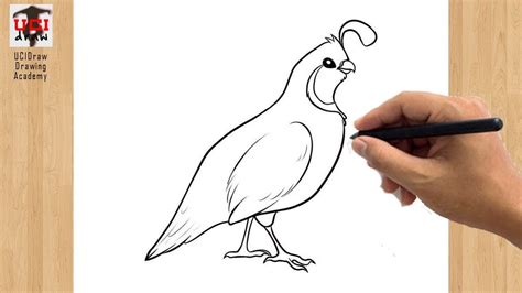 How to Draw a Quail Drawing Easy Outline | Beginner's Sketch Step by ...