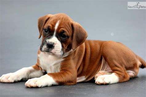 Cassie - Boxer Female | Boxer puppies, Boxer puppies for sale, Female boxer dog