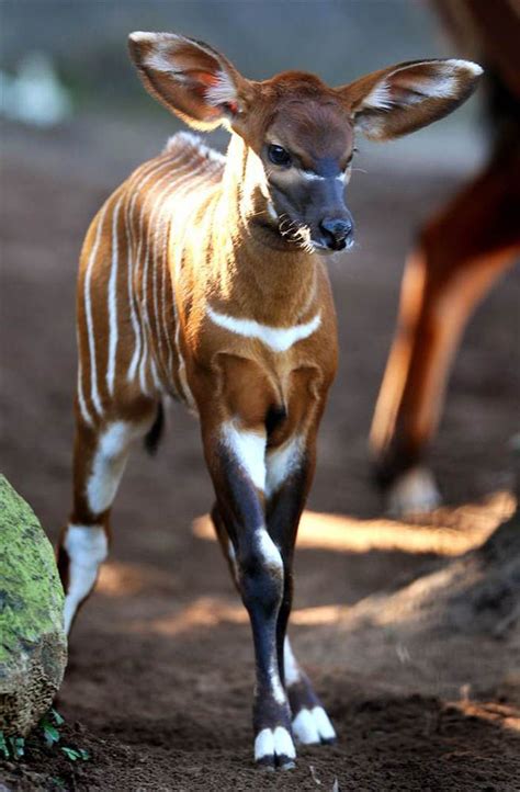 Delightfully Manic — Baby Okapi