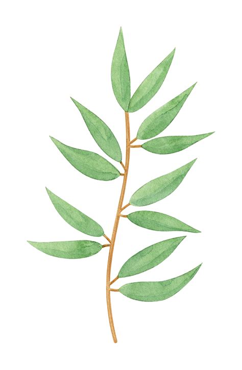 Watercolor Eucalyptus (Png Transparent)