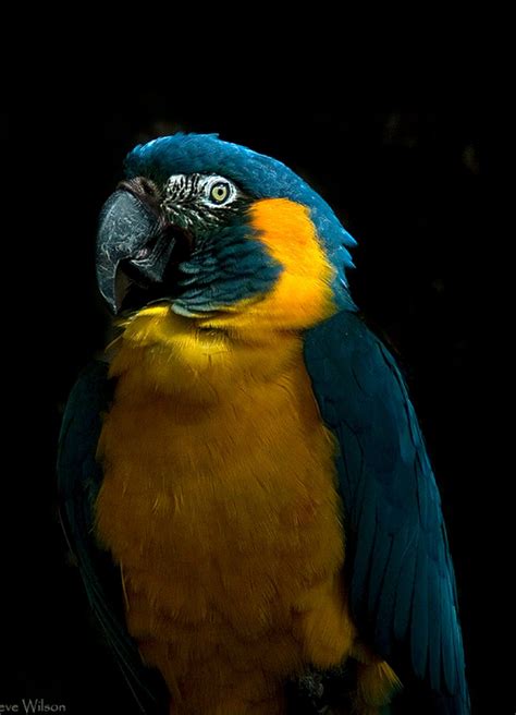 Blue throated macaw | Macaw, Endangered, Beautiful birds