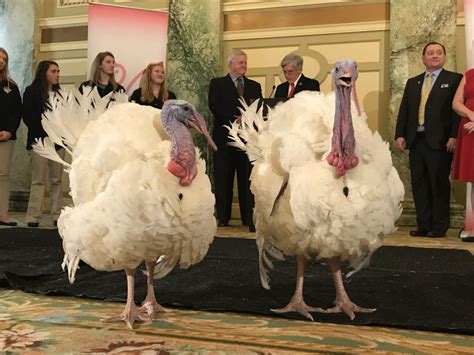 Names Of Turkeys Pardoned 2024 - Elli Noella