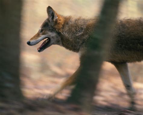 A New Wolf-Coyote Hybrid is Infiltrating Our Cities - Atlas Obscura