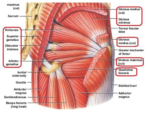 Week 7( Gluteal Muscles) Diagram | Quizlet