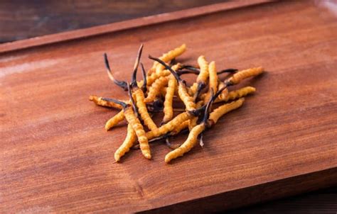 Guide to the Cordyceps Mushrooms of North America - Mushroom Appreciation